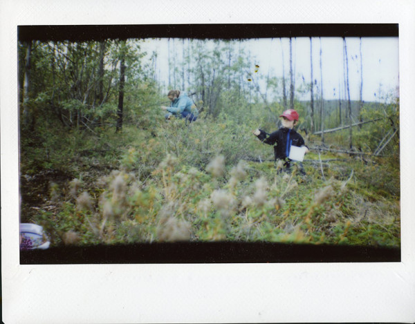 Blueberry Picking, White Mountains, August 2014